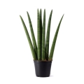 Sansevieria cylindryczna sadzonka p14.jpg