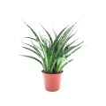 Sansewieria Fernwood Mikado Niska Cena
