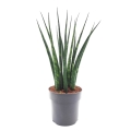 Sansewieria Fernwood Mikado Niska Cena