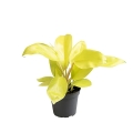 philodendron lemon lime sadzonka p6.jpg