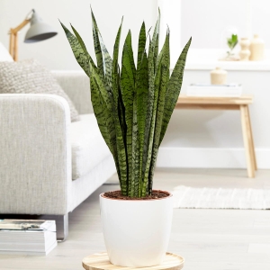 Sansewieria Zeylanica ⌇ Sansevieria zeylanica