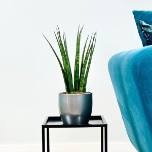 Sansewieria Fernwood Mikado ⌇ Sansevieria bacularis