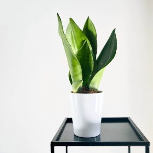 Sansewieria gwinejska Moonshine ⌇ Sansevieria trifasciata