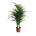 palma areca p19 h 80-100cm.jpg