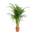 Palma areca p24 h130-150cm.jpg