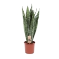 Sansevieria zeylanica sadzonka p17