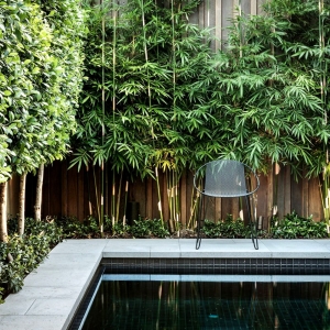 Bambus Czarny Mrozoodporny Nigra ⌇ Phyllostachys