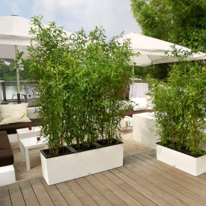Bambus Zielony Mrozoodporny Bissetii ⌇ Phyllostachys