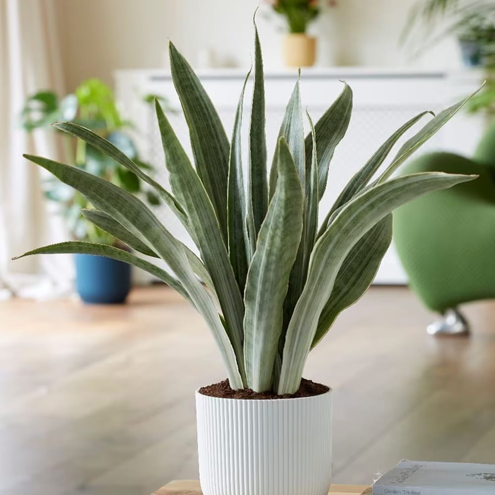 Sansevieria metallica sadzonka