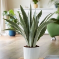 Sansevieria metallica sadzonka