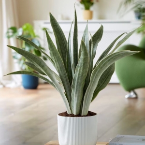 Sansewieria gwinejska Metallica ⌇ Sansevieria trifasciata
