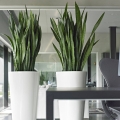 Sansevieria rośliny do biura