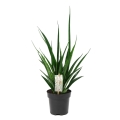 Sansevieria Friends sadzonka p12