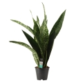 Sansevieria Dragon sadzonka p17