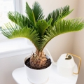 Cykas Revoluta ⌇ Cycas Revoluta sadzonka