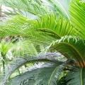 Cycas Revoluta sagowiec do ogrodu