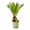 Palma Cykas Revoluta sadzonka 30 cm