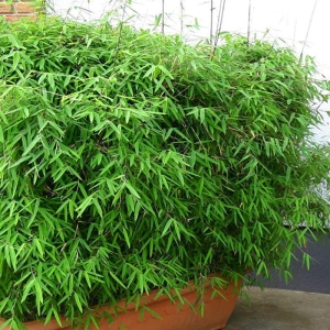 Bambus Mrozoodporny Fargesia Asian Wonder ⌇ Fargesia scabrida