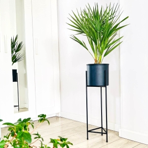 Palma Karłatka niska ⌇ Chamaerops Humilis