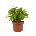 Fikus Kinky ( Ficus binnendijkii ) roślina do salonu