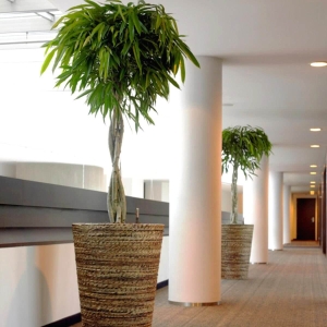 Fikus Amstel King ⌇ Ficus binnendijkii