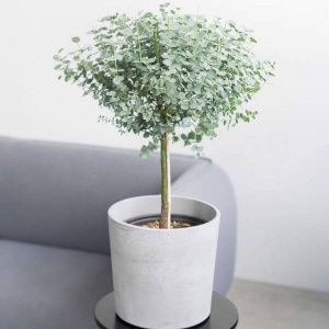 Eukaliptus niebieski Azura na pniu ⌇ Eucalyptus gunnii Azura