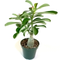 Adenium sadzonka  p11
