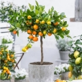 Pomarańcza chińska Orange Juice roślina na taras