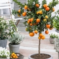 Pomarańcza chińska Orange Juice sadzonka