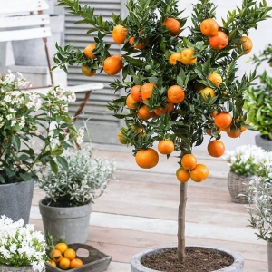 Pomarańcza chińska Orange Juice ⌇ Citrus sinensis