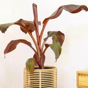 Bananowiec Red Tiger ⌇ Musa sikkimensis