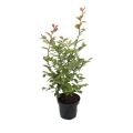 Lagerstroemia Petite Orchid w doniczce cena
