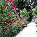 Lagerstroemia Petite Orchid roślina do ogrodu