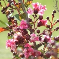 Lagerstroemia Berlingot Menthe roslina do donicy