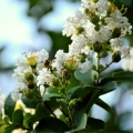 Lagerstroemia Nivea roślina do doniczki