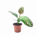 Fikus elastica Robusta sadzonka w doniczce cena