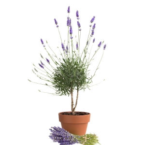 Lawenda na pniu ⌇ Lavendula angustifolia