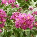 Lagerstroemia Petite Orchid najdłużej kwitnący