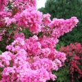 Lagerstroemia Petite Orchid roślina do donicy
