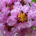 Lagerstroemia Petite Orchid roślina na taras
