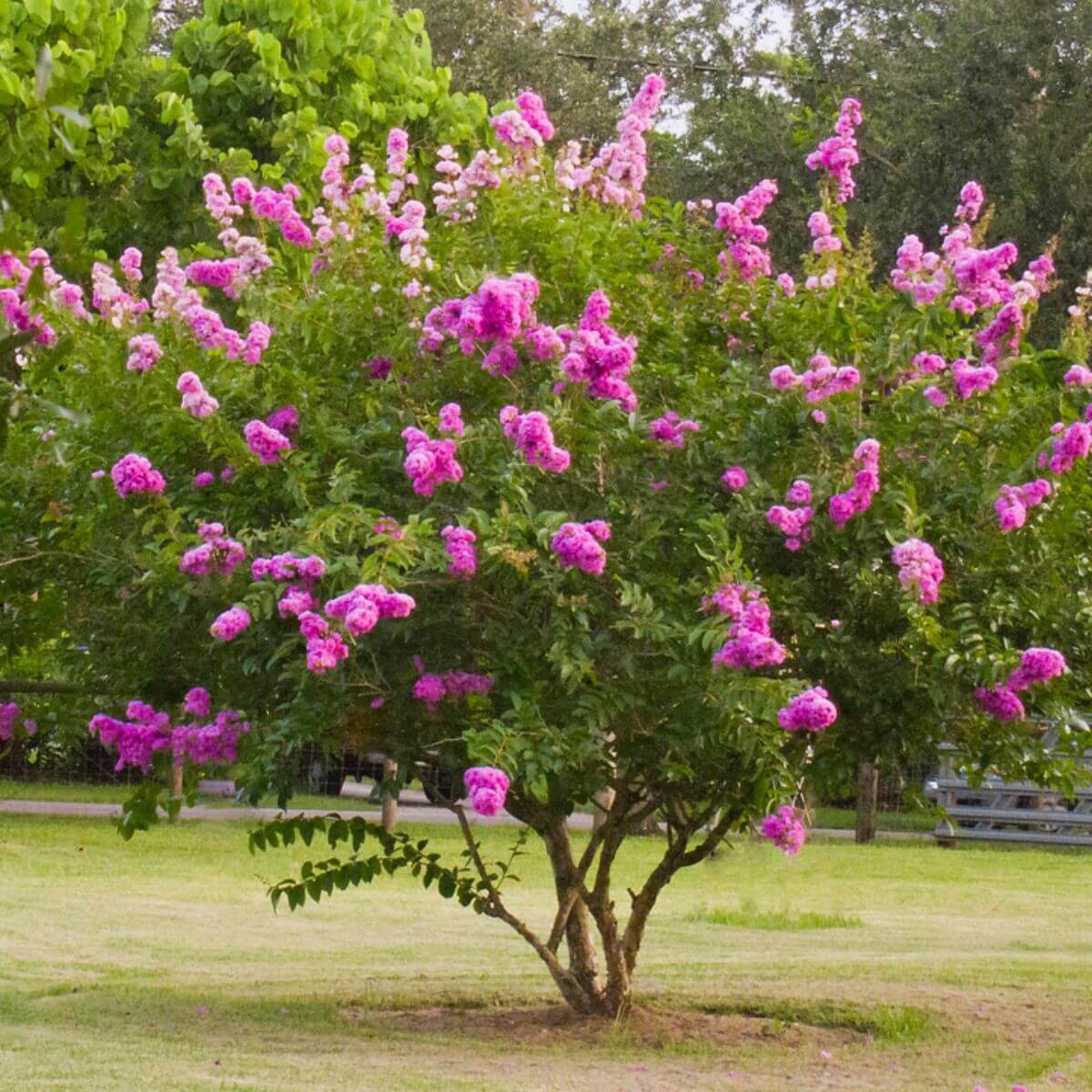 Lagerstroemia Petite Orchid sadzonka