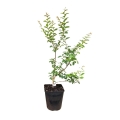Lagerstroemia Petite Orchid duża sadzonka w donicy C5