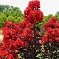 Lagerstroemia Red Imperator roślina do dużej donicy