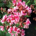 Lagerstroemia Berlingot Menthe długo kwitnąca