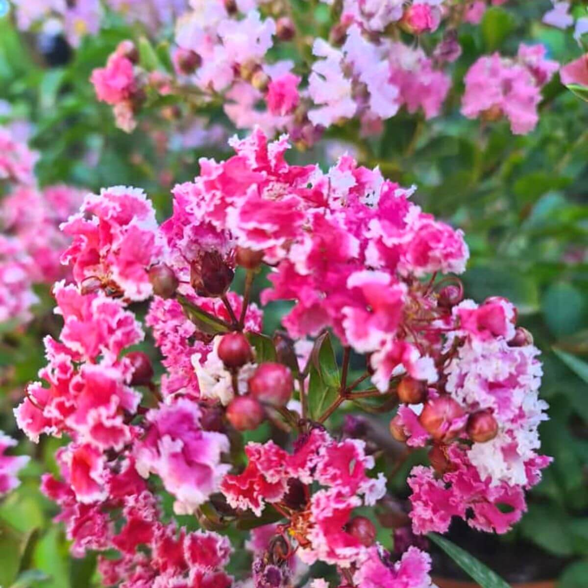 Lagerstroemia Berlingot Menthe sadzonka