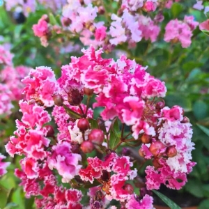 Lagerstroemia Berlingot Menthe ⌇ Lagerstroemia indica
