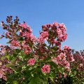 Lagerstroemia Berlingot Menthe roślina do restauracji