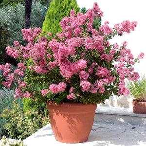 Lagerstroemia Petite Pink ⌇ Lagerstroemia indica