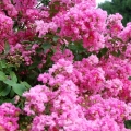 Lagerstroemia Petite Pink roślina na taras