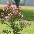 Lagerstroemia Petite Pink roślina na patio